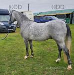 Matty, Welsh Section B Gelding 