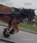 17.3hh Belgian Draft Ride and Drive Gelding 