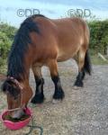 17.3hh Belgian Draft Ride and Drive Gelding 