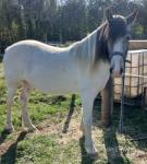 Chicco, 2 Year Old Gelding 