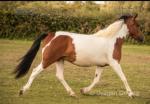 Katie, 14.1hh Ride and Drive Mare