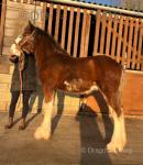 Shire Colt Foal