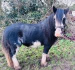 Polly, 13hh Riding Mare