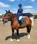 Bess, 14.2hh Riding Mare