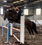 Bess, 14.2hh Riding Mare