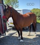 Bess, 14.2hh Riding Mare