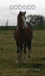 12.2hh Welsh Section B Mare