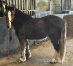 Bob, Driving Gelding