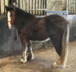 Bob, Driving Gelding