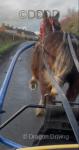 Bob, Driving Gelding
