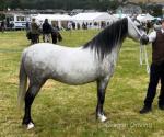 Crumpwell Blue Sianna, 11.3hh Welsh Section A Driving Mare