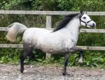 Crumpwell Blue Sianna, 11.3hh Welsh Section A Driving Mare