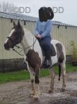Lady, 15.3hh Mare