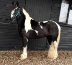 12hh Driving Stallion