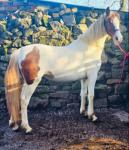 Lady, 3 Year Old Filly