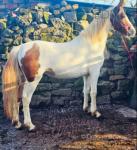 Lady, 3 Year Old Filly