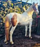 Lady, 3 Year Old Filly