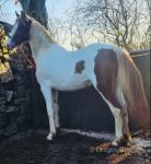 Lady, 3 Year Old Filly