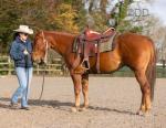 Dee, 14.2hh Quarter Horse Riding Mare