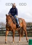 Dee, 14.2hh Quarter Horse Riding Mare