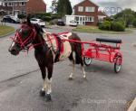 14.1hh Driving Mare & Cart & Harness
