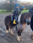 Dolly, Shetland Ride and Drive Mare