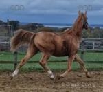 Champagne Boy, 3 Year Old Colt
