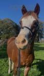Nova, 14hh WPB Mare