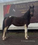 15hh Ride and Drive Mare