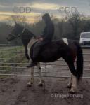 15hh Ride and Drive Mare