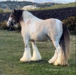 Hermits Silver Chief,15.1hh Stallion at Stud