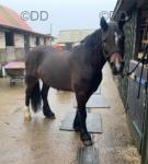 Echo, 15hh Welsh Section D Riding Gelding 