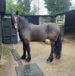 Echo, 15hh Welsh Section D Riding Gelding 