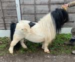 Shetland Stallion 