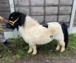 Shetland Stallion 