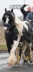 Paddy, 15.3hh Ride and Drive Gelding 