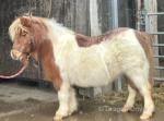 Cookie, Shetland Mare 