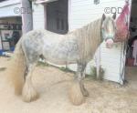 Gypsy, Gelding