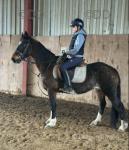 14hh Hackney Ride and Drive Mare