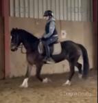 14hh Hackney Ride and Drive Mare