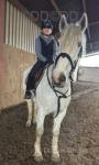 16hh Riding Gelding