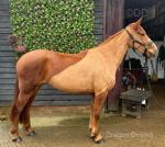 Maple, 15.2hh ISH Riding Mare