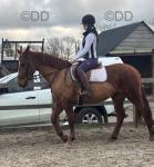 Maple, 15.2hh ISH Riding Mare