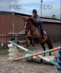 Maple, 15.2hh ISH Riding Mare