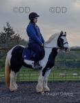 Lady Luck, 12hh Ride and Drive Mare