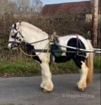 Lady Luck, 12hh Ride and Drive Mare