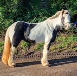 Lady Luck, 12hh Ride and Drive Mare