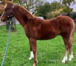 Beiligaer Tequila Time, Welsh Section B Colt