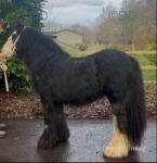 12.3hh Ride and Drive Mare