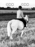 Sugar, 14.1hh Riding Mare